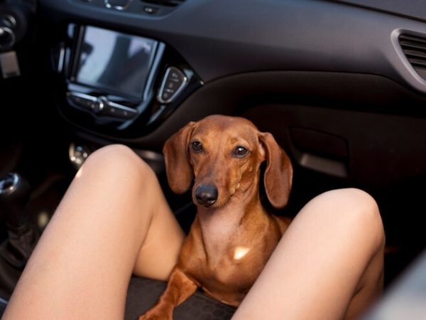 Dicas da Amorosso para preparar seu cão para viajar de carro  