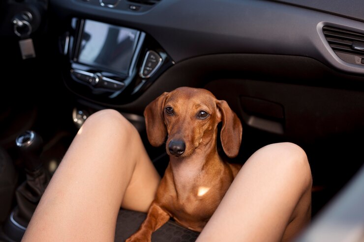 Dicas da Amorosso para preparar seu cão para viajar de carro