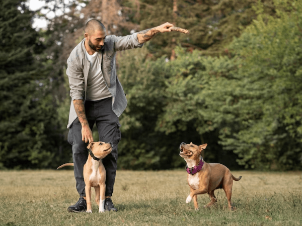 Amorosso explica como é possível um cão obedecer seu dono