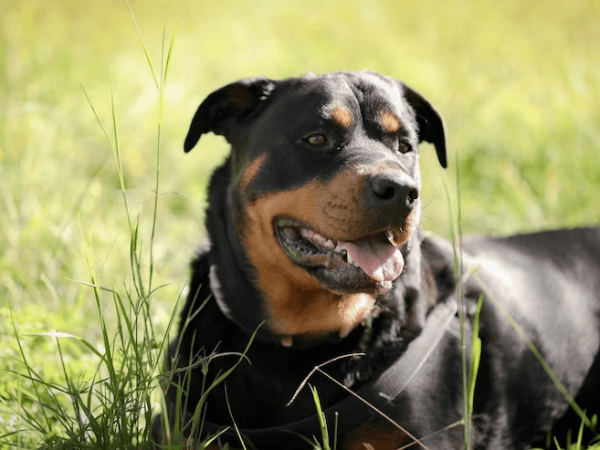 Como escolher uma coleira para rottweiler? 