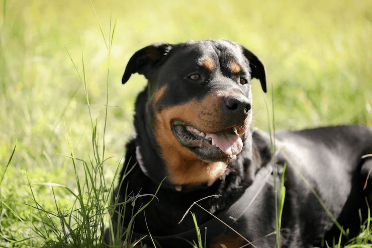 Como escolher uma coleira para rottweiler? 