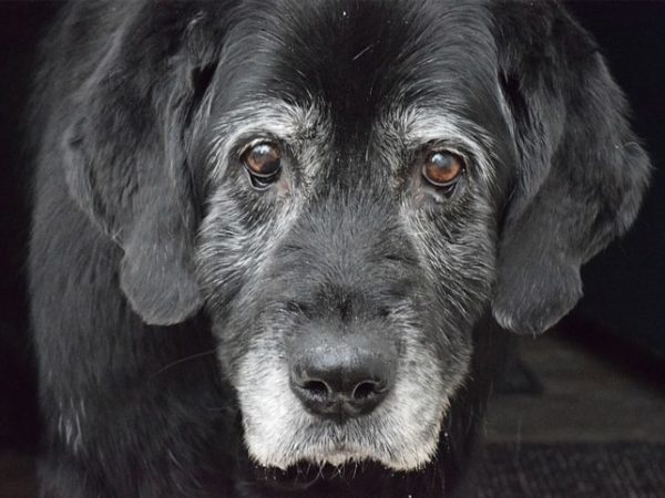4 dicas da Amorosso para cuidar de pets idosos