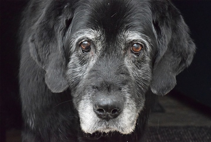 4 dicas da Amorosso para cuidar de pets idosos