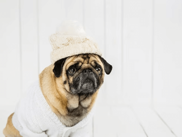 5 dicas para aquecer o seu cão nos dias mais frios