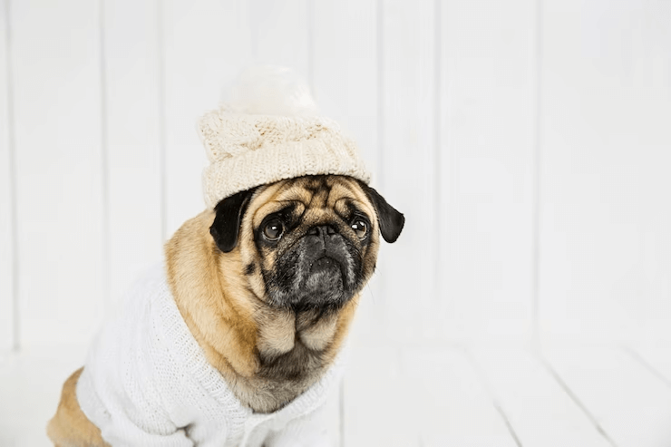 5 dicas para aquecer o seu cão nos dias mais frios