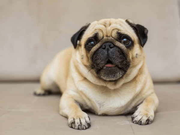 Como tratar a obesidade canina?
