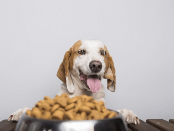 Quais os problemas de dar comida caseira para pets?  