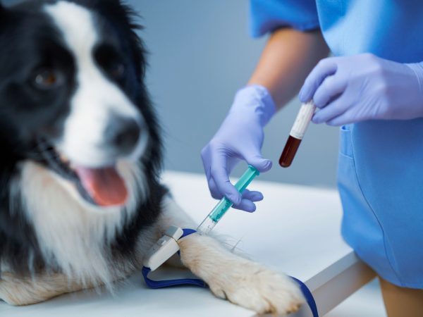 Tudo que você precisa saber sobre doação de sangue pet
