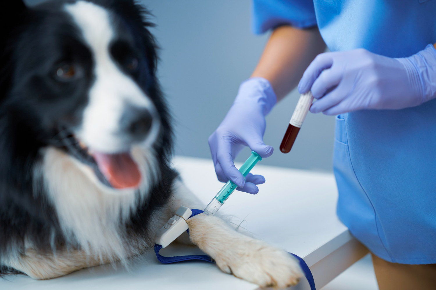 Tudo que você precisa saber sobre doação de sangue pet