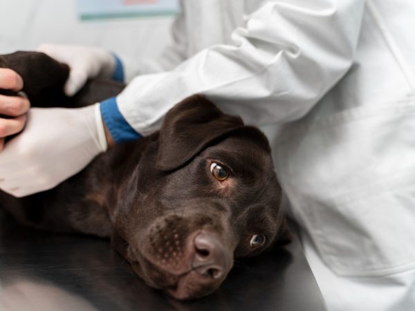 Saiba mais sobre a anemia em pets