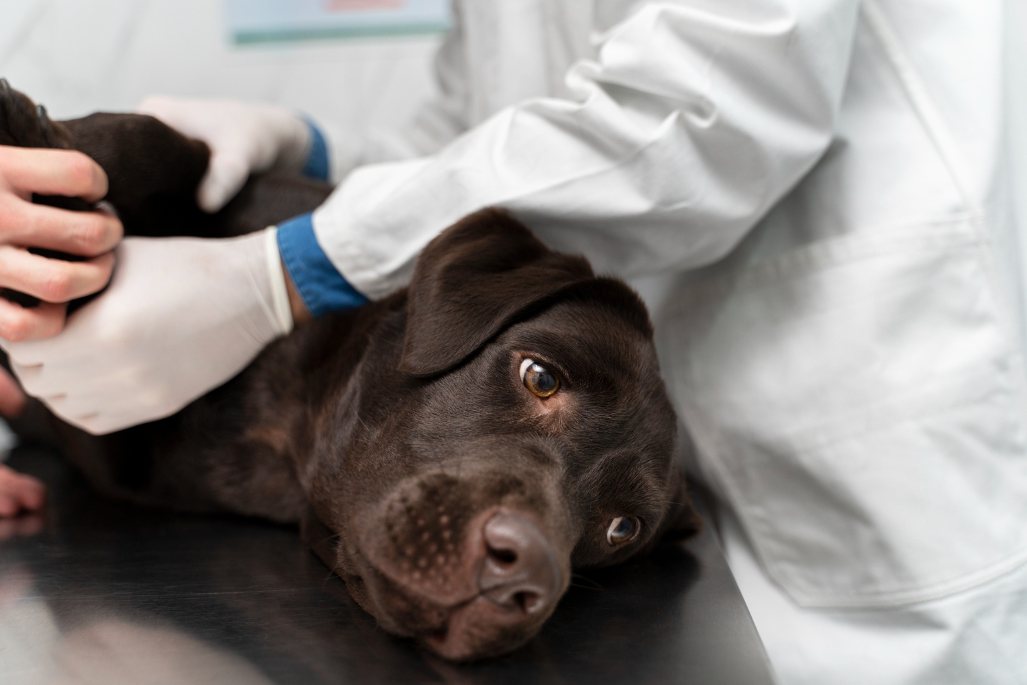 Saiba mais sobre a anemia em pets