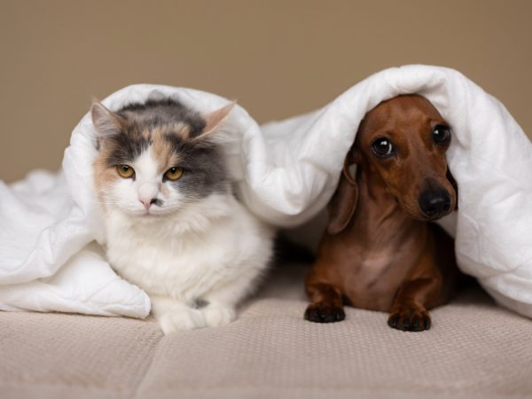 Passo a passo para ajudar na convivência de cães e gatos