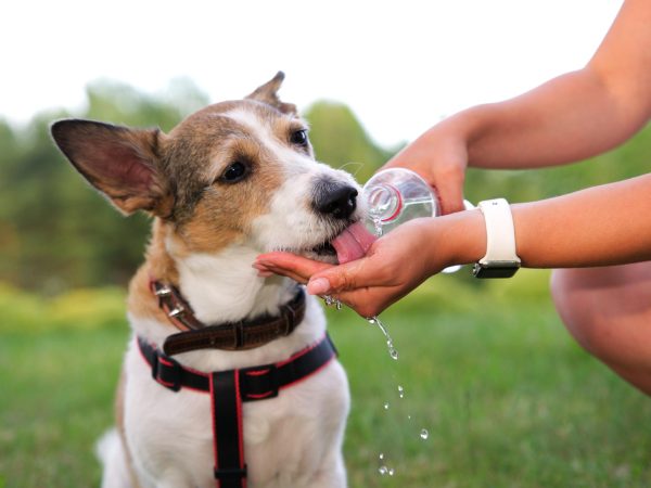 Como amenizar o calor dos pets?