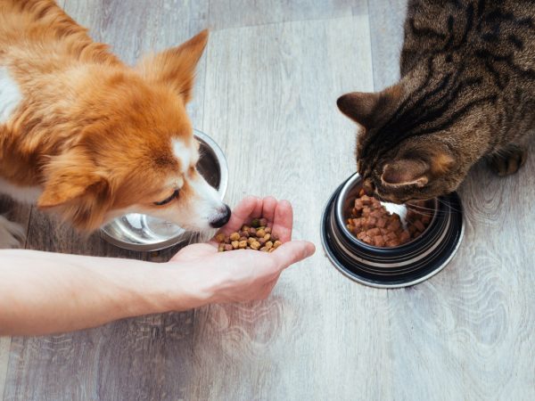 Pets precisam de suplementação alimentar?