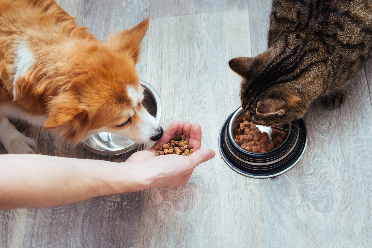 Pets precisam de suplementação alimentar?