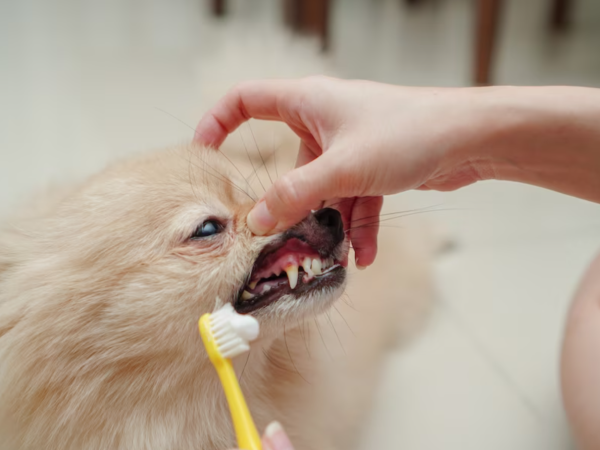 A importância da escovação dental nos pets