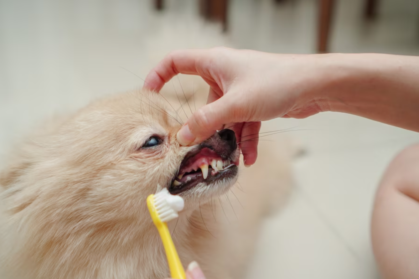 A importância da escovação dental nos pets