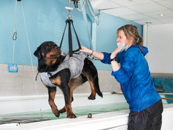 Entenda como funciona a fisioterapia para pets