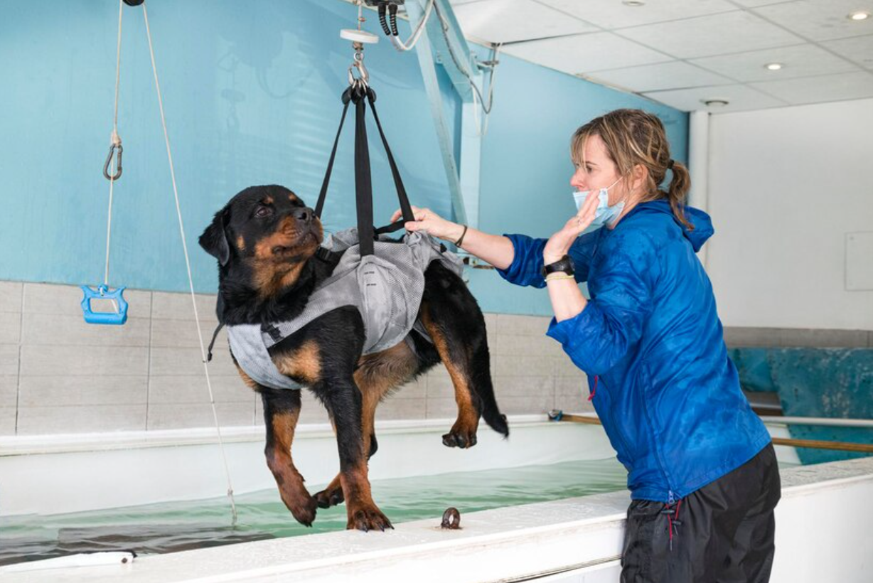 Entenda como funciona a fisioterapia para pets