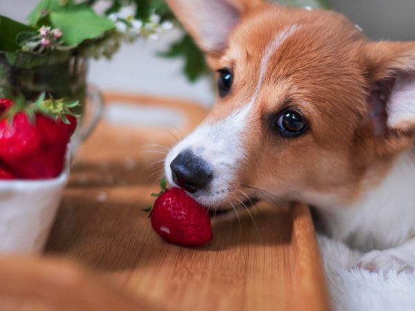 Pets podem comer frutas?