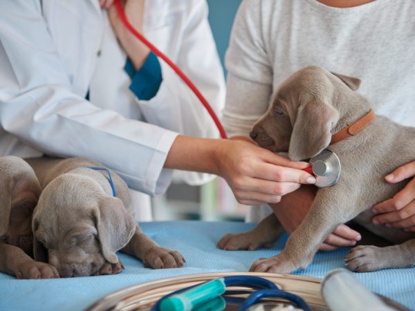 Tudo que você precisa saber sobre exame de coração em pet