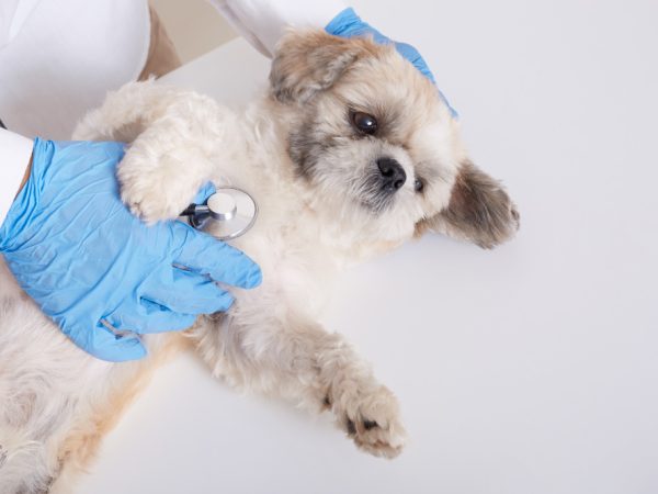 Como tratar a tosse canina?