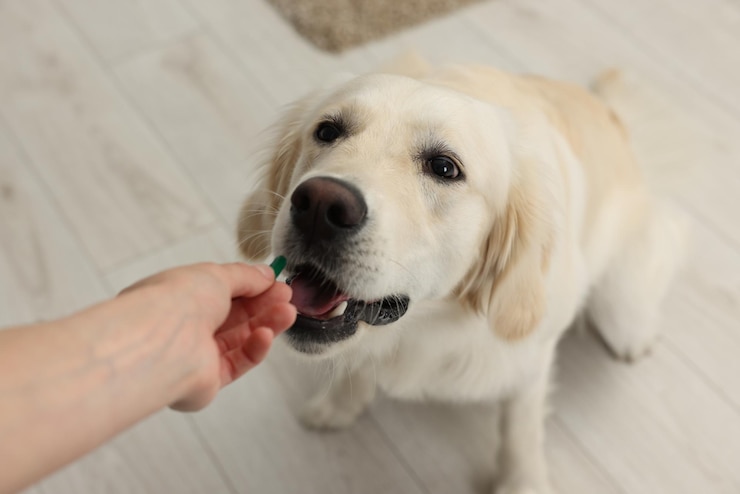 Quando dar vermífugo para pets? A Amorosso responde