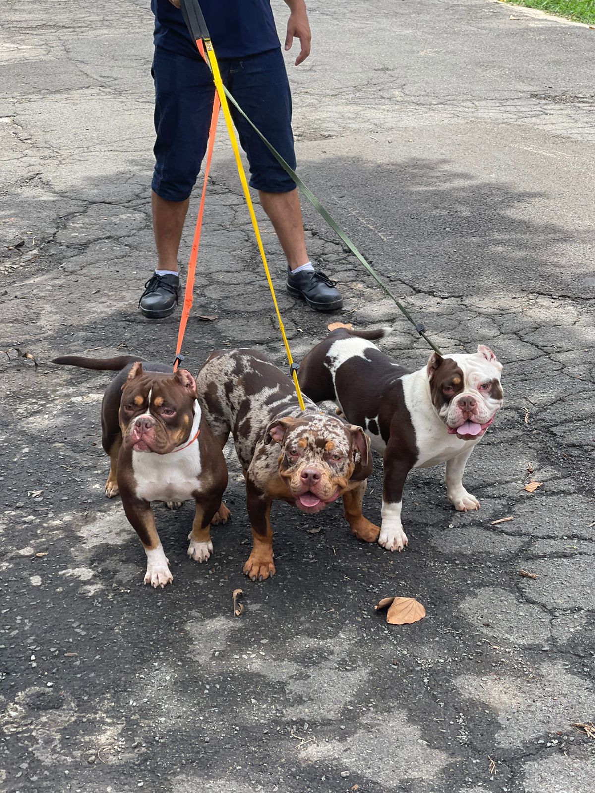 Duas vezes mais diversão: passeie com seus cães simultaneamente