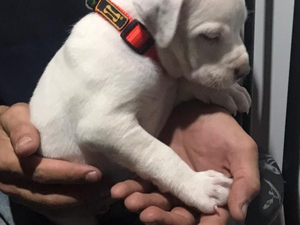 Ajuste perfeito: a arte de escolher a coleira regulável para seu cachorro
