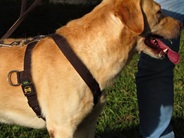 Da segurança ao estilo: a evolução das coleiras e peitorais para cães