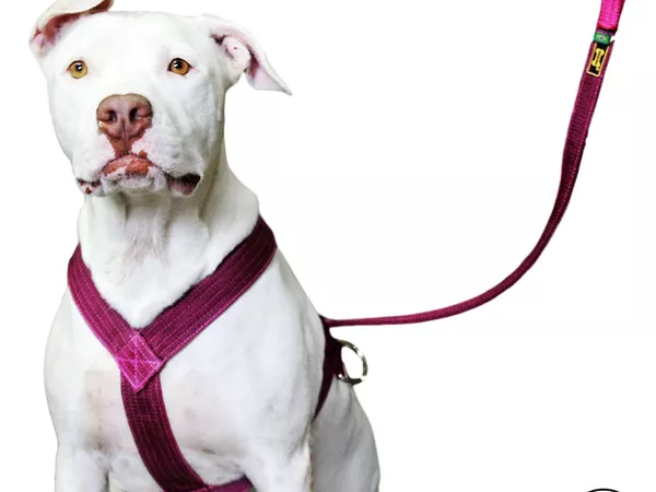 Peitoral versus coleira: qual é o melhor para seu cachorro?