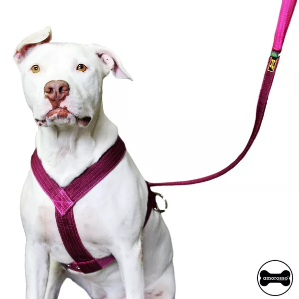 Peitoral versus coleira: qual é o melhor para seu cachorro?