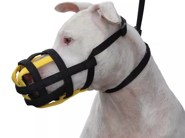 Treino e conforto com focinheira: como escolher e adaptar seu cão