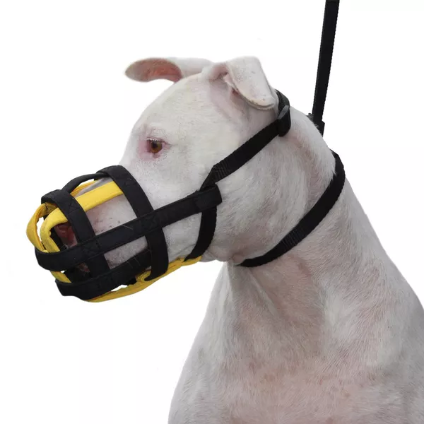 Treino e conforto com focinheira: como escolher e adaptar seu cão