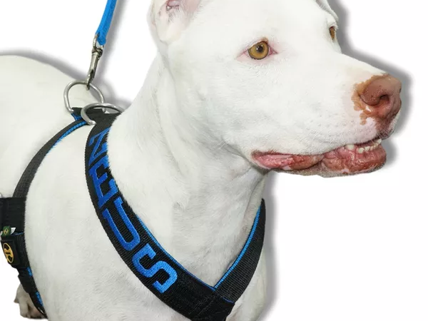 Coleira com peitoral: Escolha a combinação perfeita para o seu cão