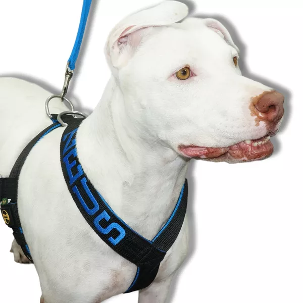 Coleira com peitoral: Escolha a combinação perfeita para o seu cão