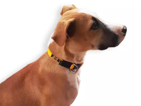 Como a coleira para cachorro pequeno ajuda na segurança durante o passeio?