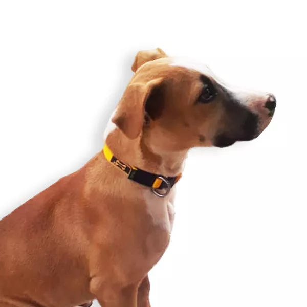 Como a coleira para cachorro pequeno ajuda na segurança durante o passeio?