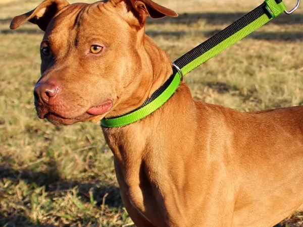 Os benefícios do enforcador para cachorro no adestramento