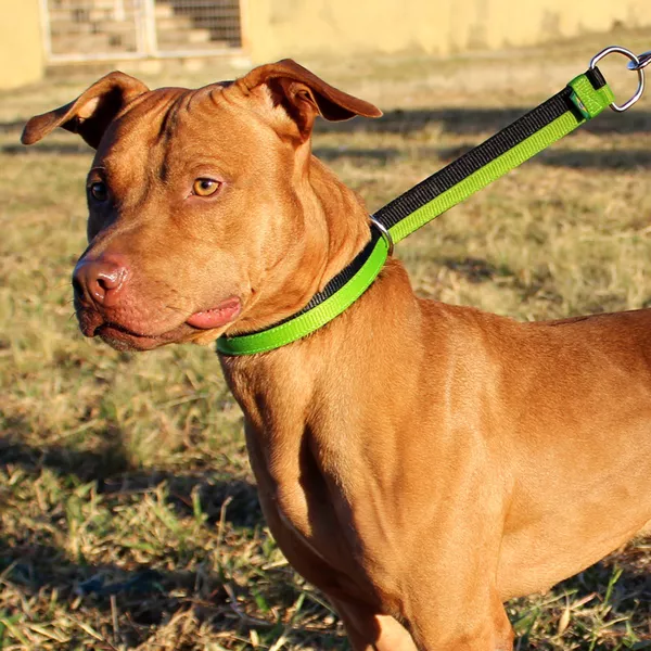 Os benefícios do enforcador para cachorro no adestramento