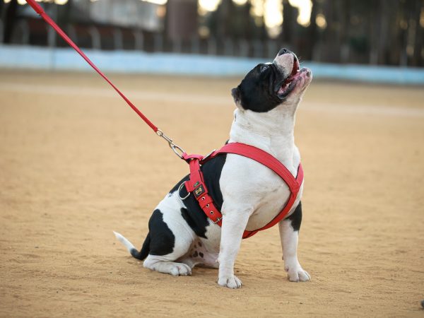 Coleira de corpo cachorro: Explore este estilo prático e seguro
