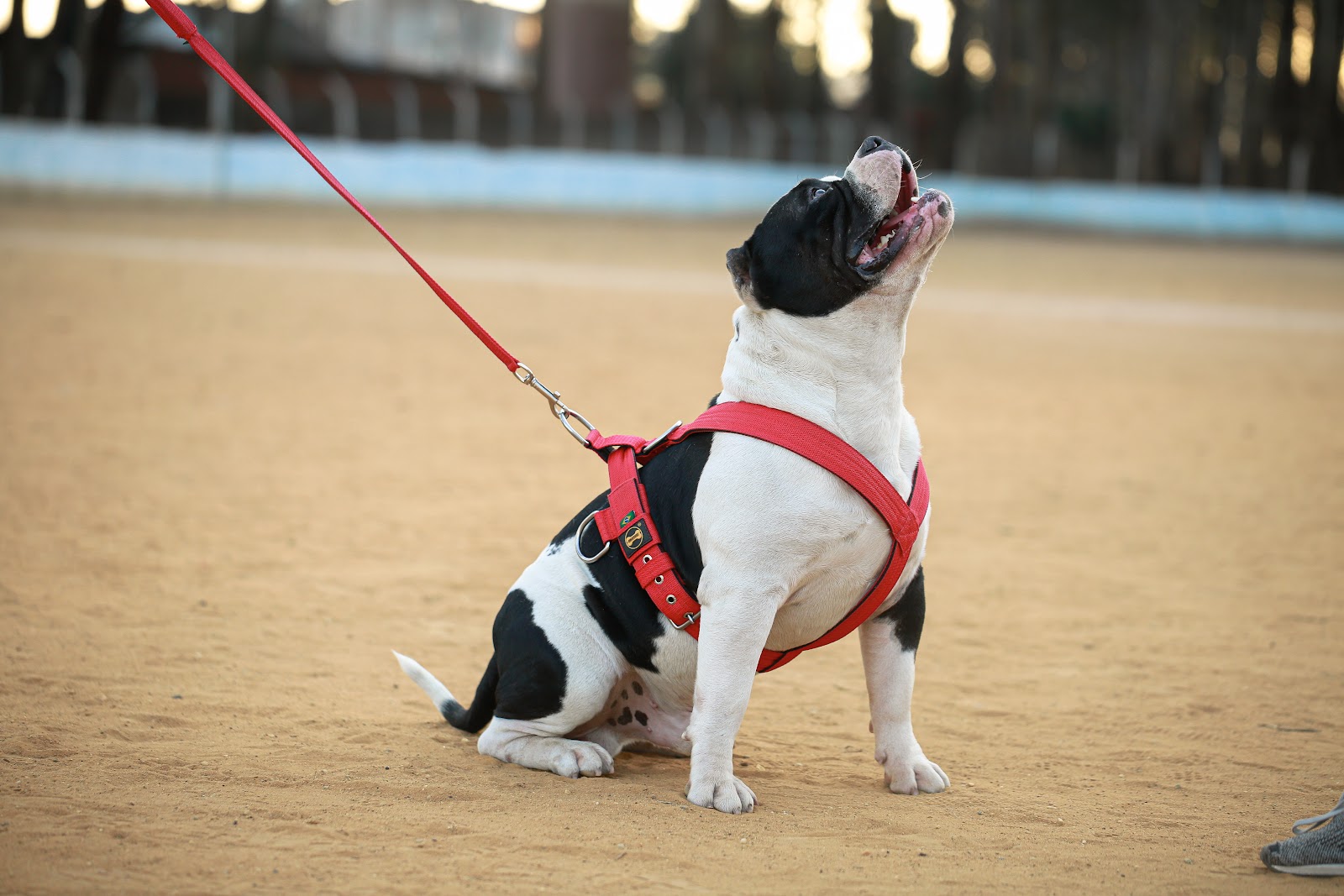 Coleira de corpo cachorro: Explore este estilo prático e seguro