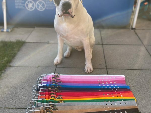 Coleira resistente para cachorro: Durabilidade sem perder o estilo