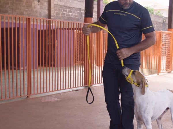 Como escolher a coleira anti puxão mais adequada ao seu cão?
