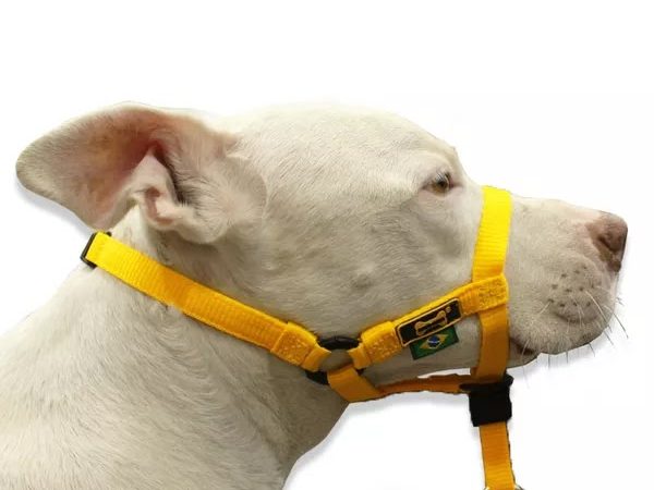 A eficiência da guia cabresto para o controle do seu cachorro