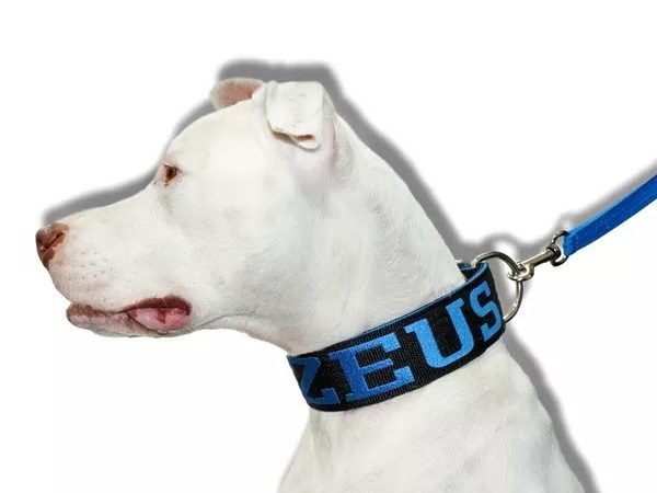 Dicas para escolher a coleira pet personalizada ideal