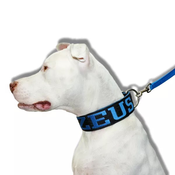 Dicas para escolher a coleira pet personalizada ideal