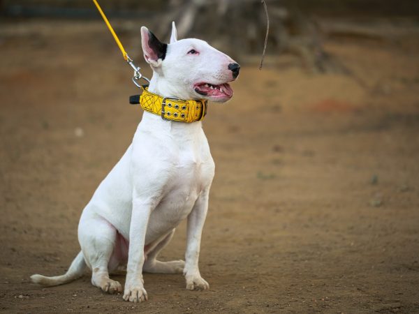 Coleiras: Estilos e funcionalidades para todos os cachorros