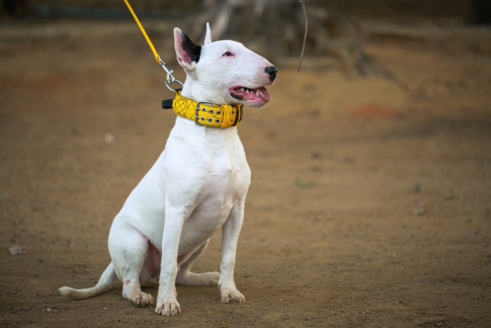 Coleiras: Estilos e funcionalidades para todos os cachorros