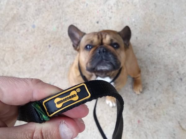 Guia dupla para cães: Como passear com dois pets com facilidade?